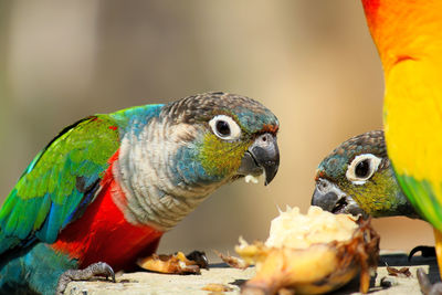 Close-up of parrot eating food