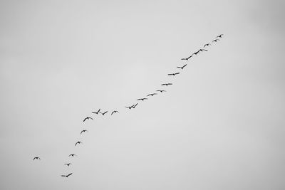 Low angle view of birds flying against sky