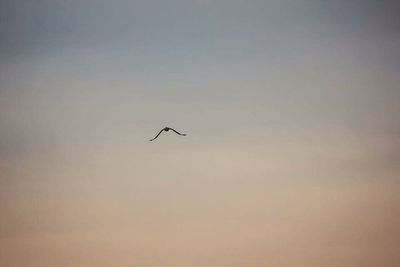 Low angle view of bird flying in sky