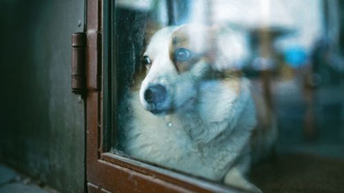 Close-up of dog looking away