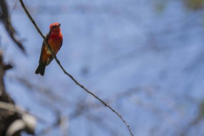 Close-up of a bird perching on branch