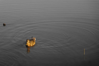 High angle view of duck swimming in lake