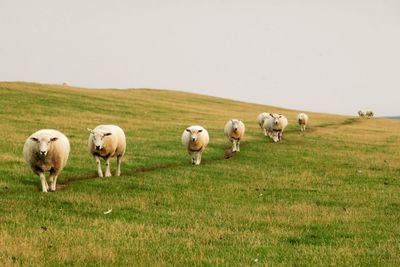 Sheep grazing in a field