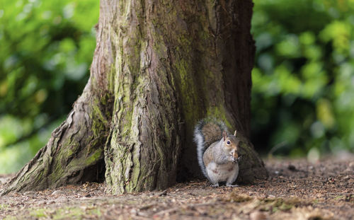 Squirrel on tree trunk