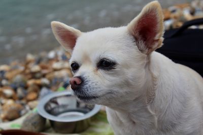 Close-up of a dog looking away