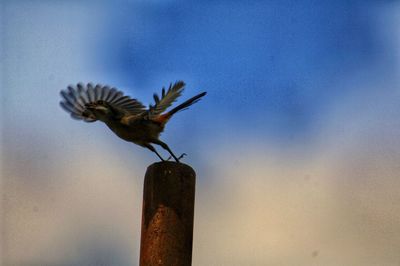 Close-up of bird flying