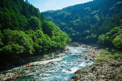 Scenic view of river in forest