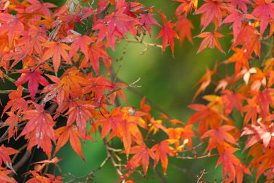 Close-up of maple leaves on tree during autumn