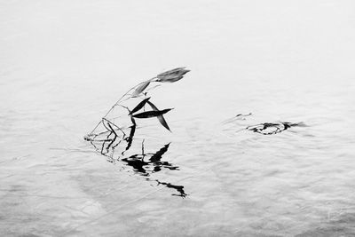 Standing life, in floating water.