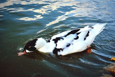 High angle view of birds swimming in lake