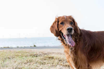 Dog on beach