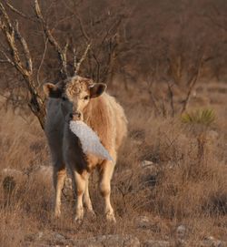 Portrait of sheep standing outdoors