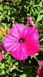 Close-up of pink cosmos blooming outdoors