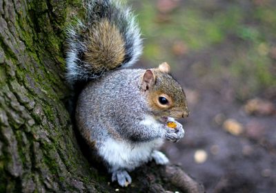 Close-up of squirrel