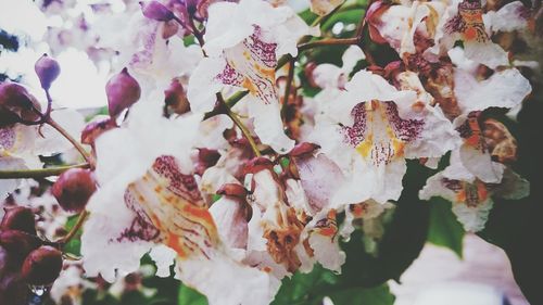 Close-up of flowers