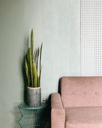 Close-up of potted plant on table against wall