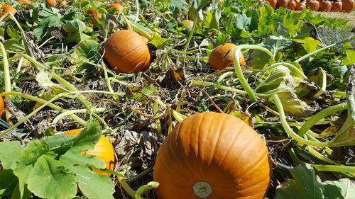 Close-up of pumpkins on field