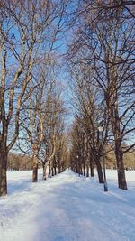 Trees on snow covered landscape