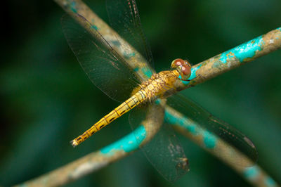 Close-up of damselfly on leaf