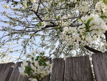 Low angle view of cherry blossom against plants