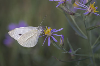 Close-up of butterfly pollinating on purple flower