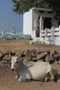 View of cows on beach against buildings