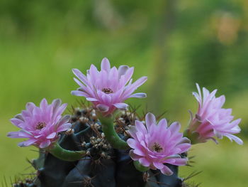 Close-up of pink flowering plant