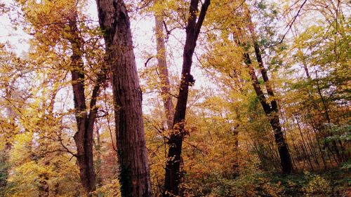 Low angle view of trees in forest