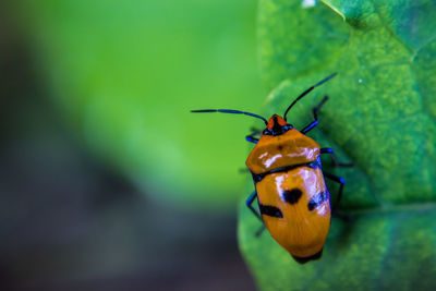 Close-up of insect on leaf