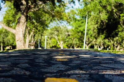 Surface level of road amidst trees in forest