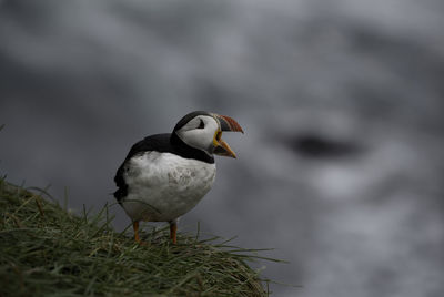 Close-up of seagull perching on plant