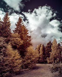 Pine trees in forest against sky during winter