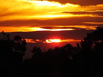 Silhouette of trees at sunset