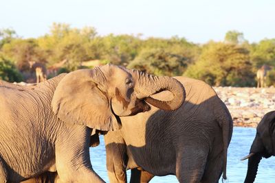 View of elephant