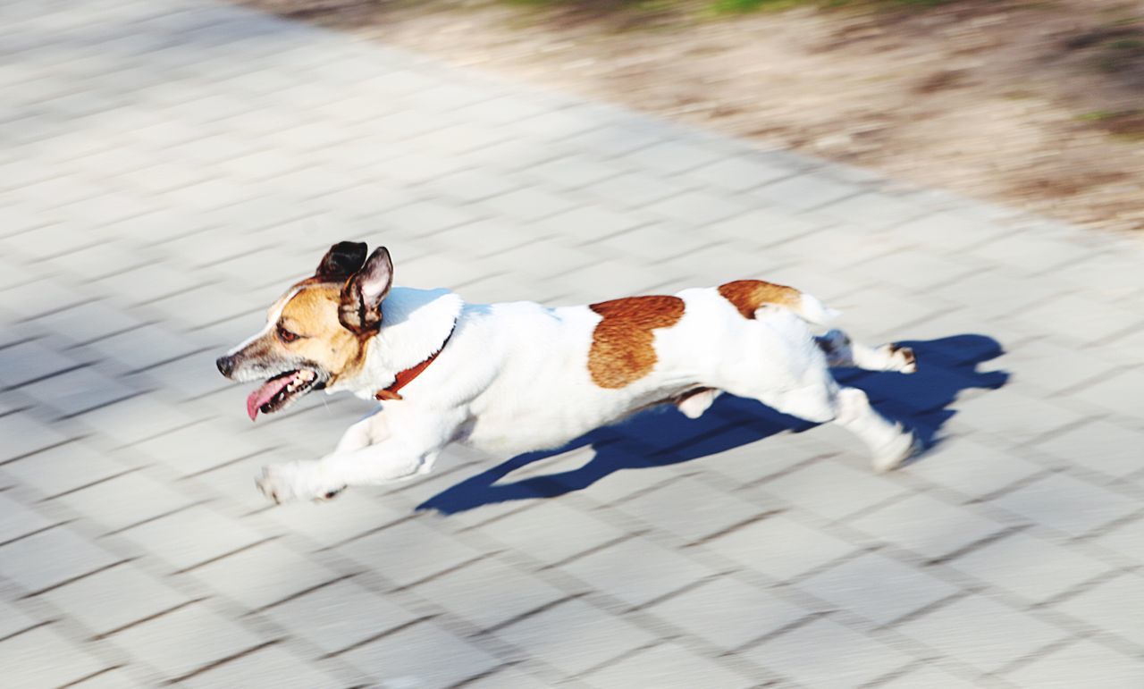 domestic animals, pets, dog, animal themes, mammal, one animal, high angle view, relaxation, tiled floor, flooring, lying down, pet collar, no people, full length, white color, two animals, pet leash, day, shadow, sunlight