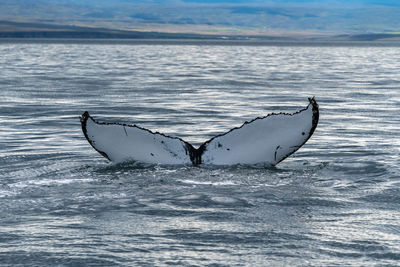 View of tail fin of whale swimming in sea