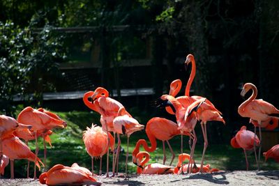 View of birds in park