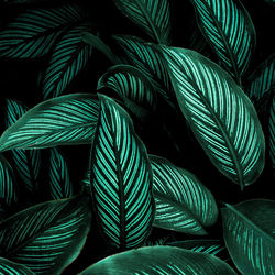 Full frame of green leaves texture background.