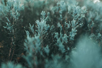 Close-up of snow covered plants in forest