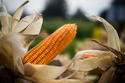 Close-up of corns growing in farm