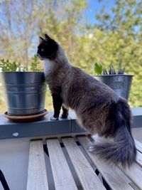 Close-up of a cat looking away