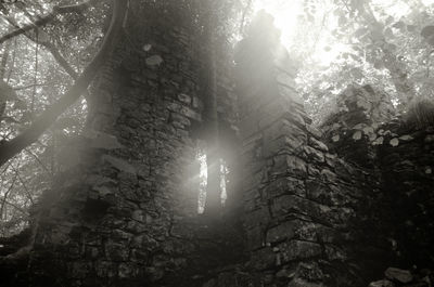 Low angle view of trees in forest