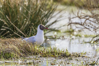 Bird in a lake