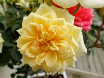 Close-up of yellow rose