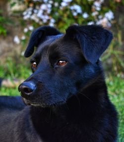 Close-up of dog looking away