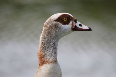 Close-up of a bird