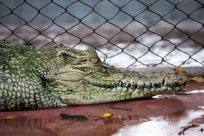 Close-up of a reptile against the lake