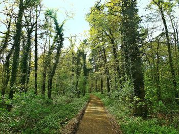 Trees in forest against sky