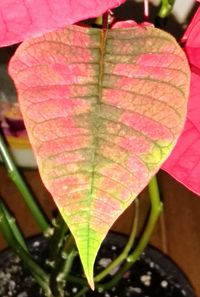 Close-up of maple leaf