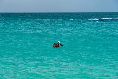 Ducks swimming in sea against clear sky